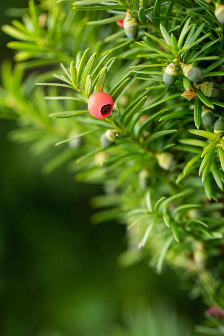 Hybrididegran Hicksii